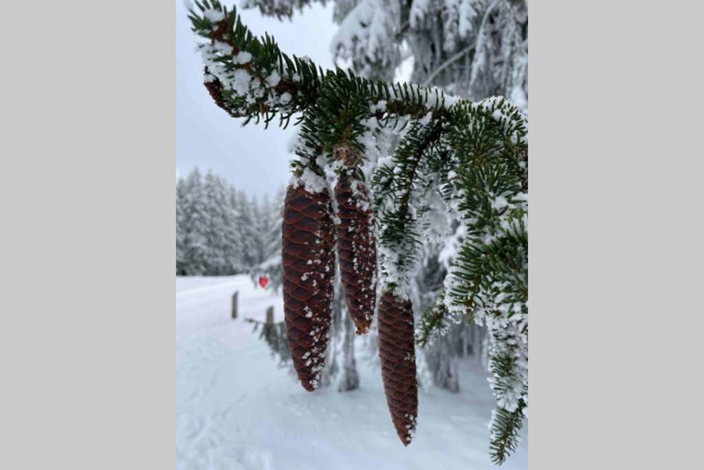 Zeit Fuer Dich Am Bergelchen, Winterberg Leilighet Eksteriør bilde